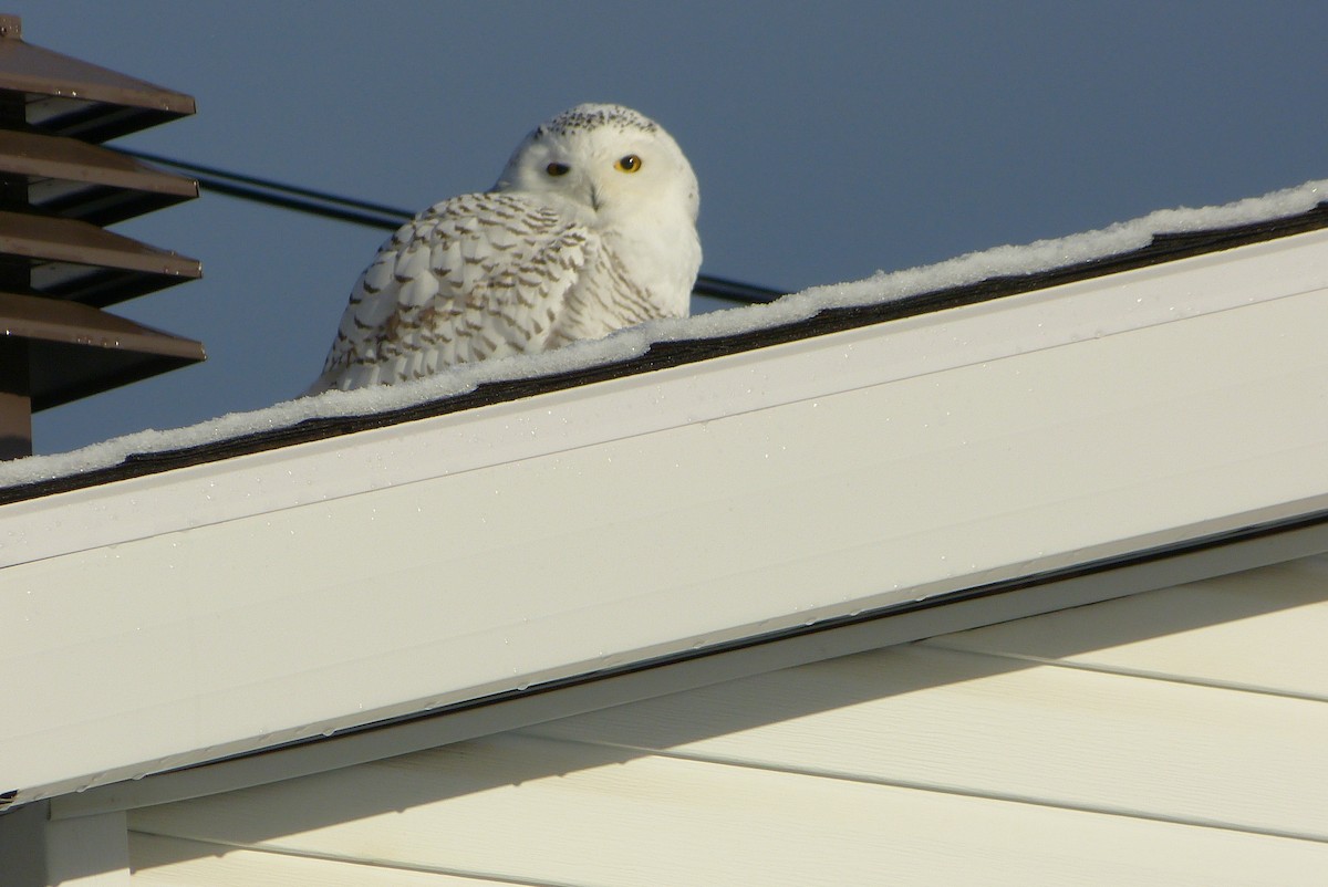 Snowy Owl - Andrée Gagnon