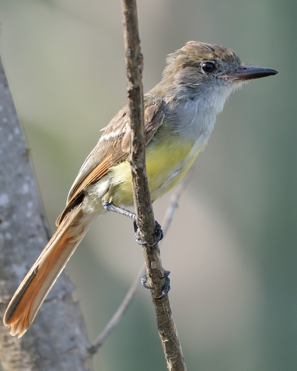 Brown-crested Flycatcher - Michiel Oversteegen