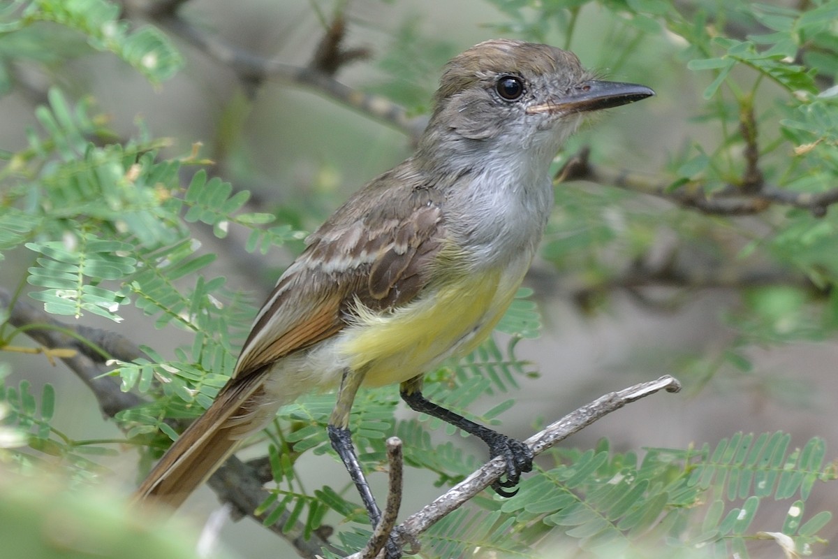 Brown-crested Flycatcher - ML38873961