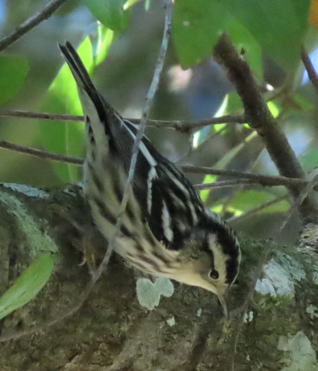 Black-and-white Warbler - ML388740131