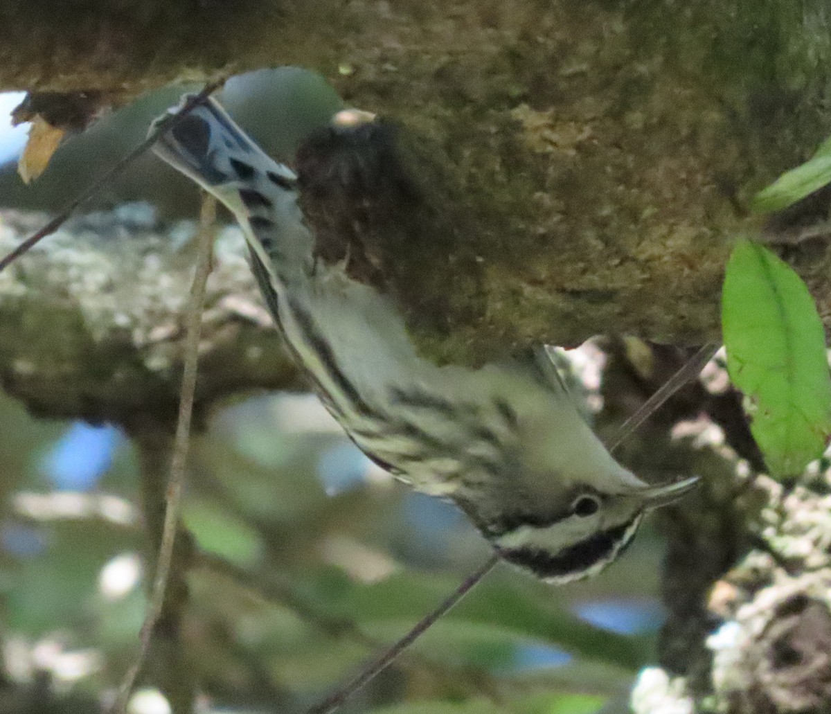 Black-and-white Warbler - ML388740291