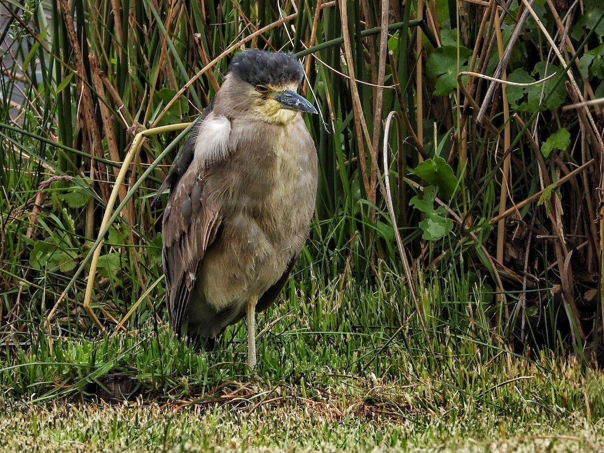 Black-crowned Night Heron - EMILIO HASSINGER