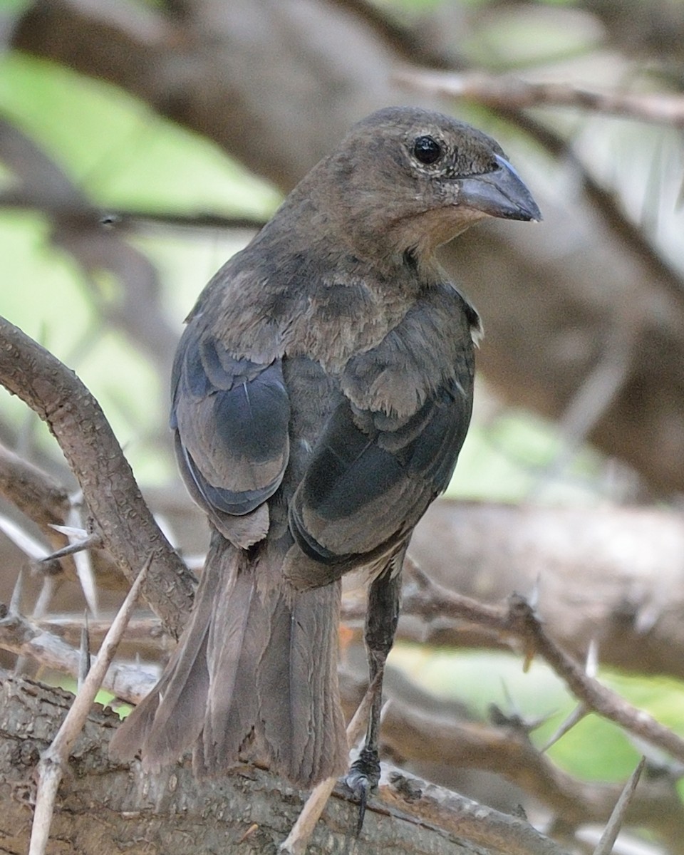 Shiny Cowbird - ML38874041