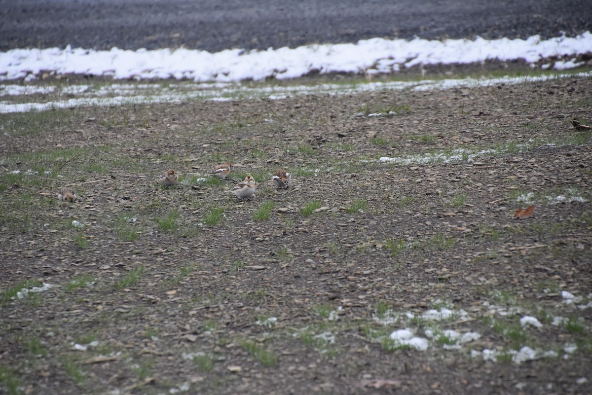 Snow Bunting - ML388740611