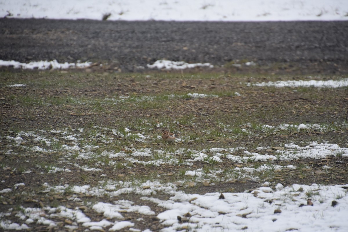 Snow Bunting - ML388740731