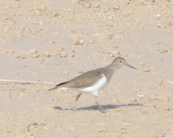 Common Sandpiper - ML388742671