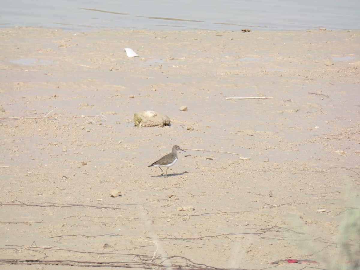 Common Sandpiper - ML388742761