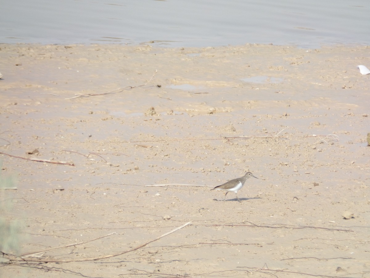 Common Sandpiper - ML388742861