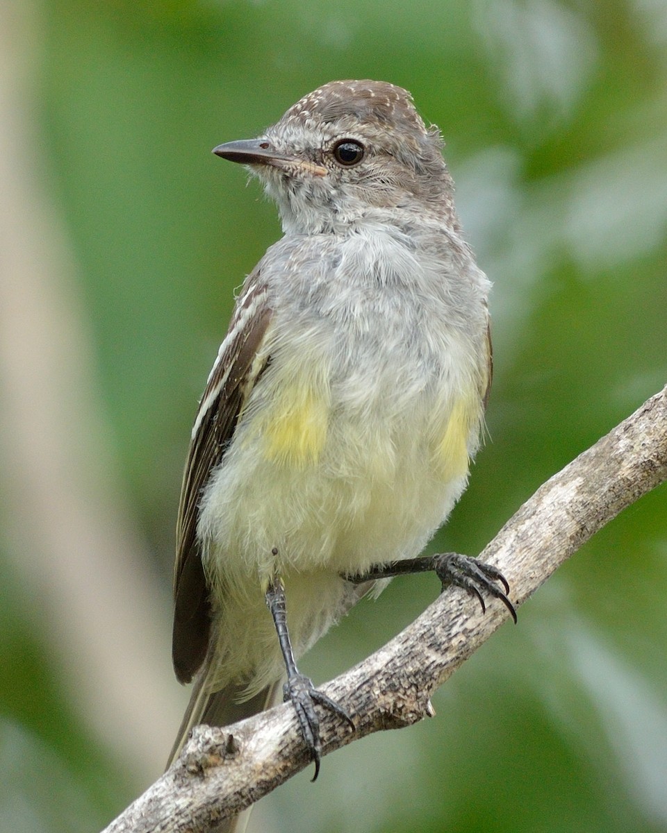 Northern Scrub-Flycatcher - ML38874291