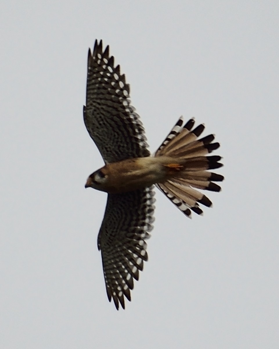 American Kestrel - ML38874301