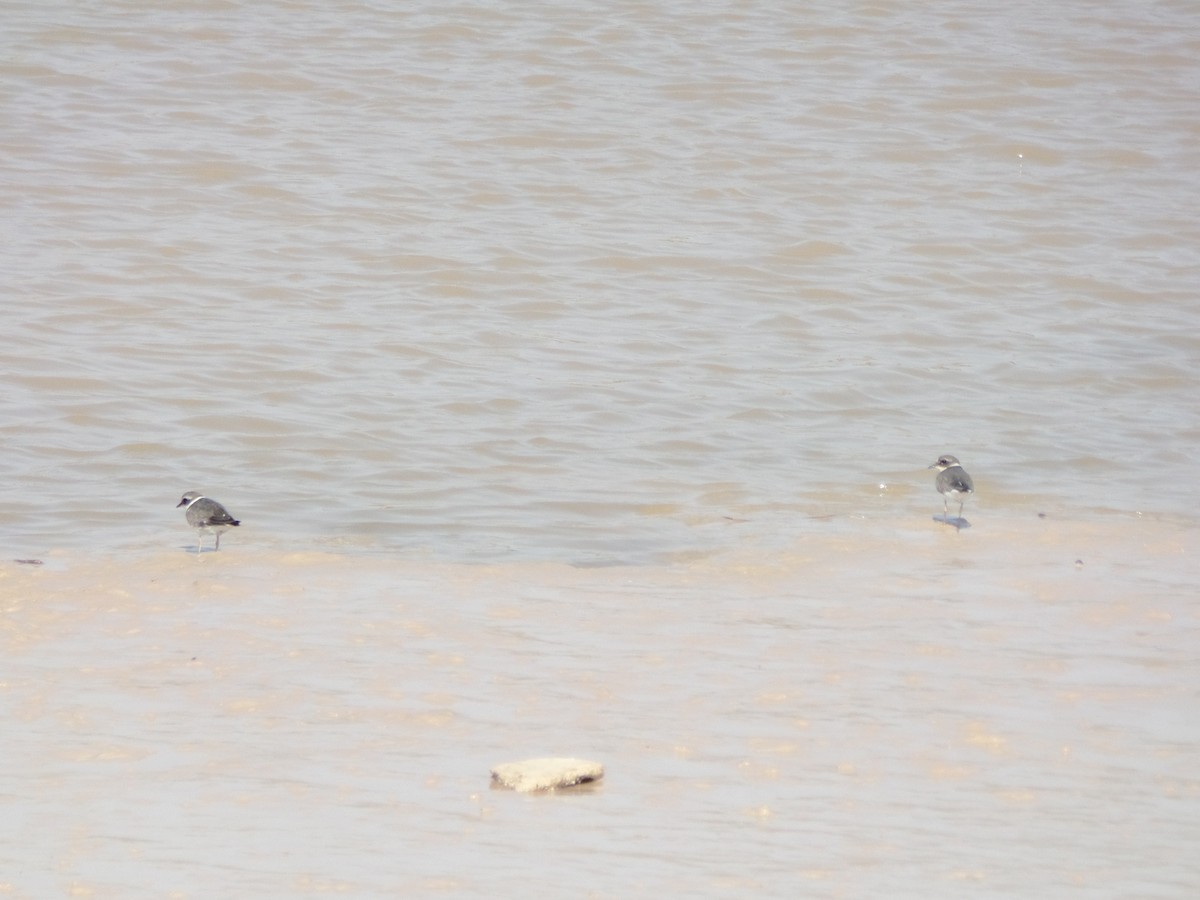 Common Ringed Plover - ML388743111