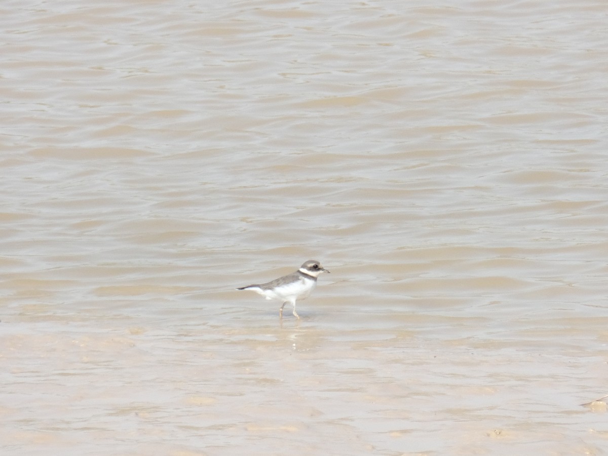 Common Ringed Plover - ML388743121