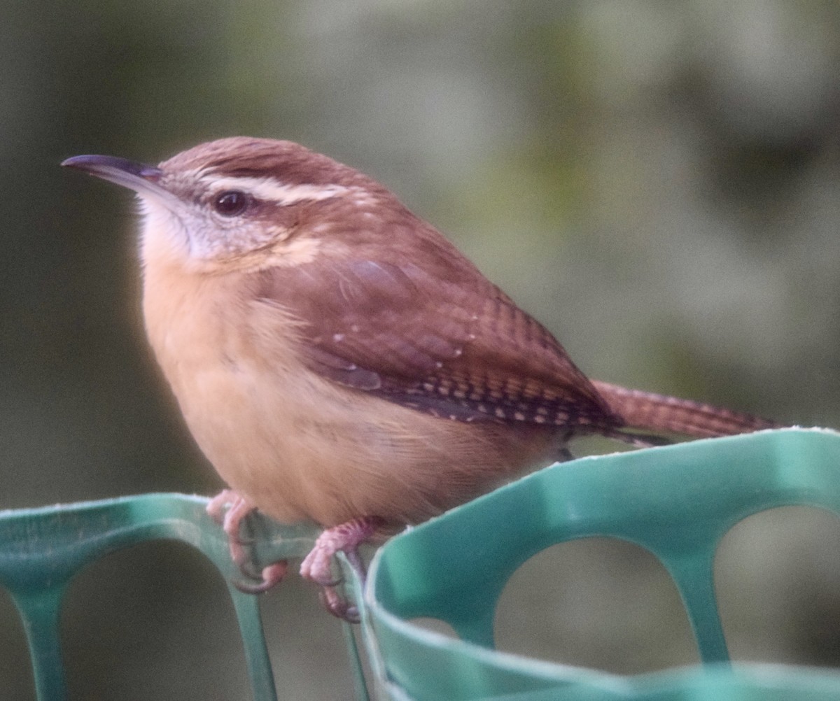 Carolina Wren - ML388743601