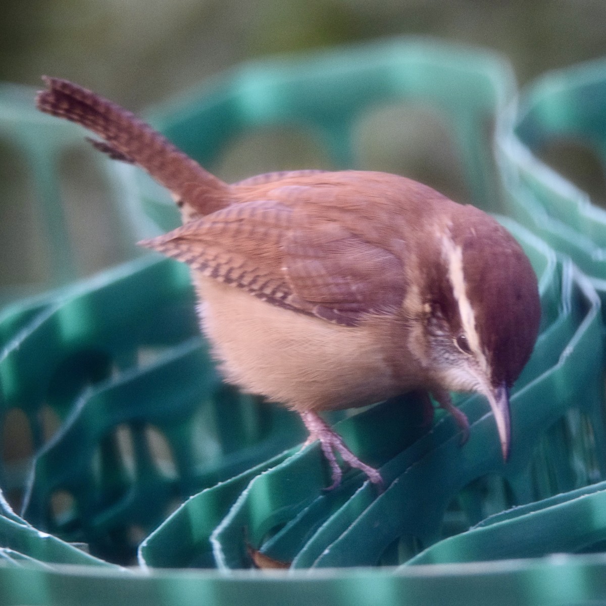 Carolina Wren - ML388744101