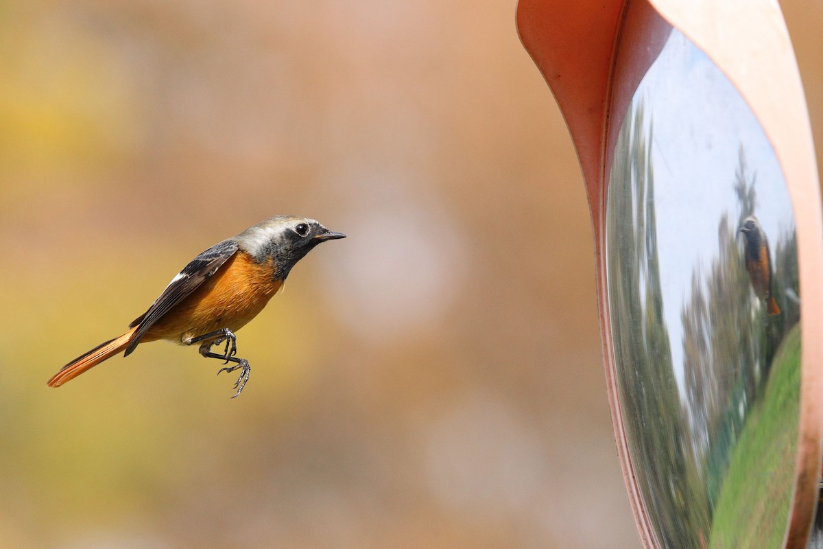 Daurian Redstart - ML388744181