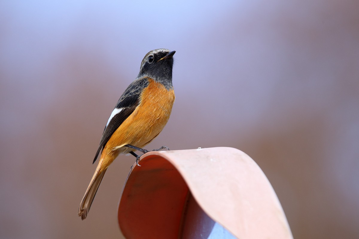 Daurian Redstart - ML388744231