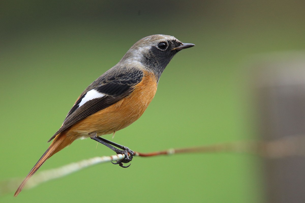 Daurian Redstart - ML388744241