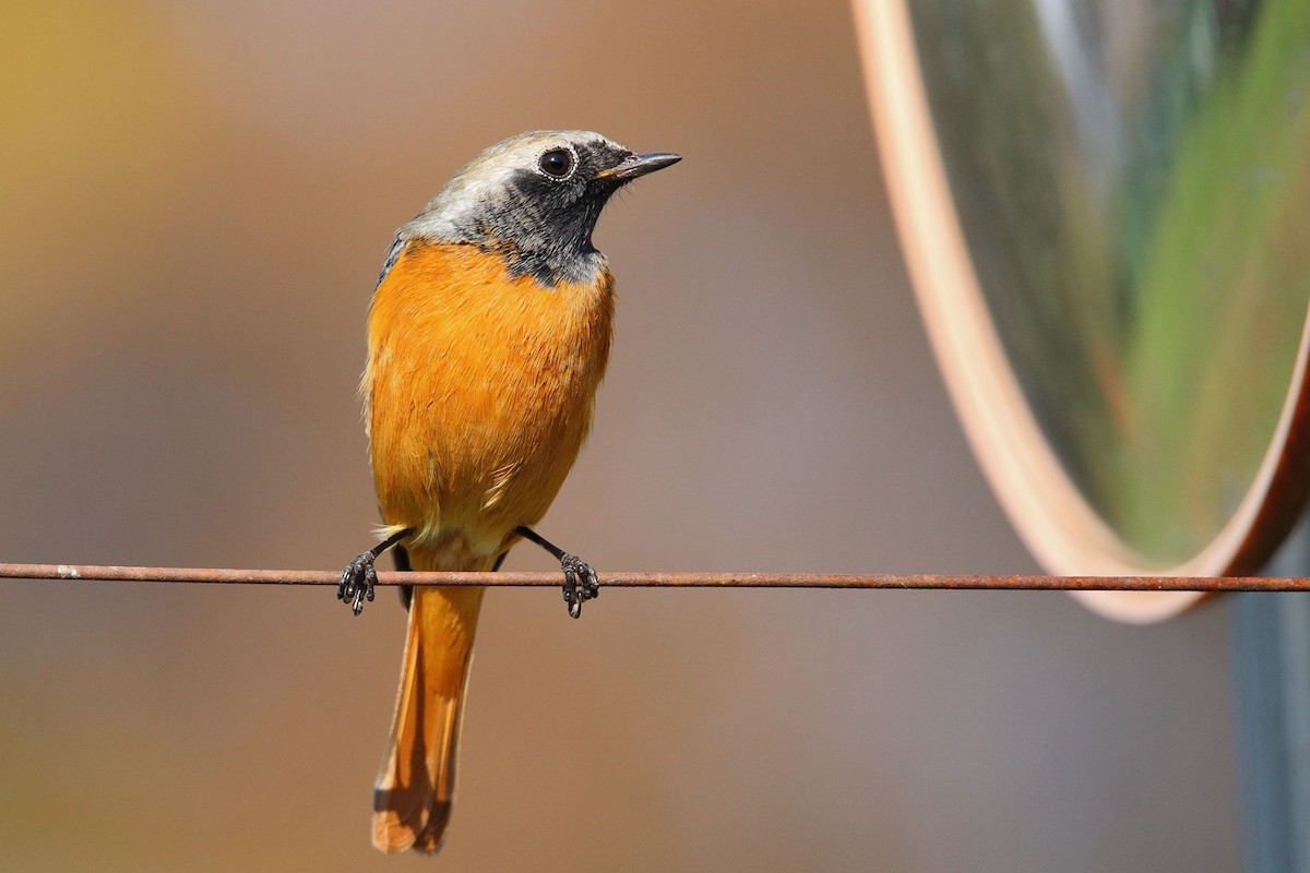 Daurian Redstart - ML388744271