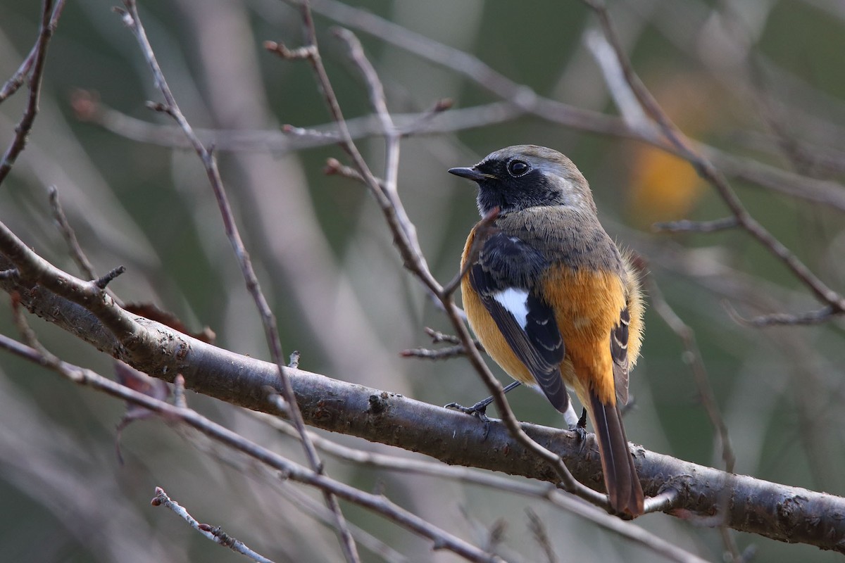 Daurian Redstart - ML388744281