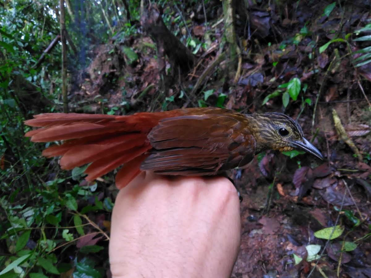 Black-billed Treehunter - ML388745501