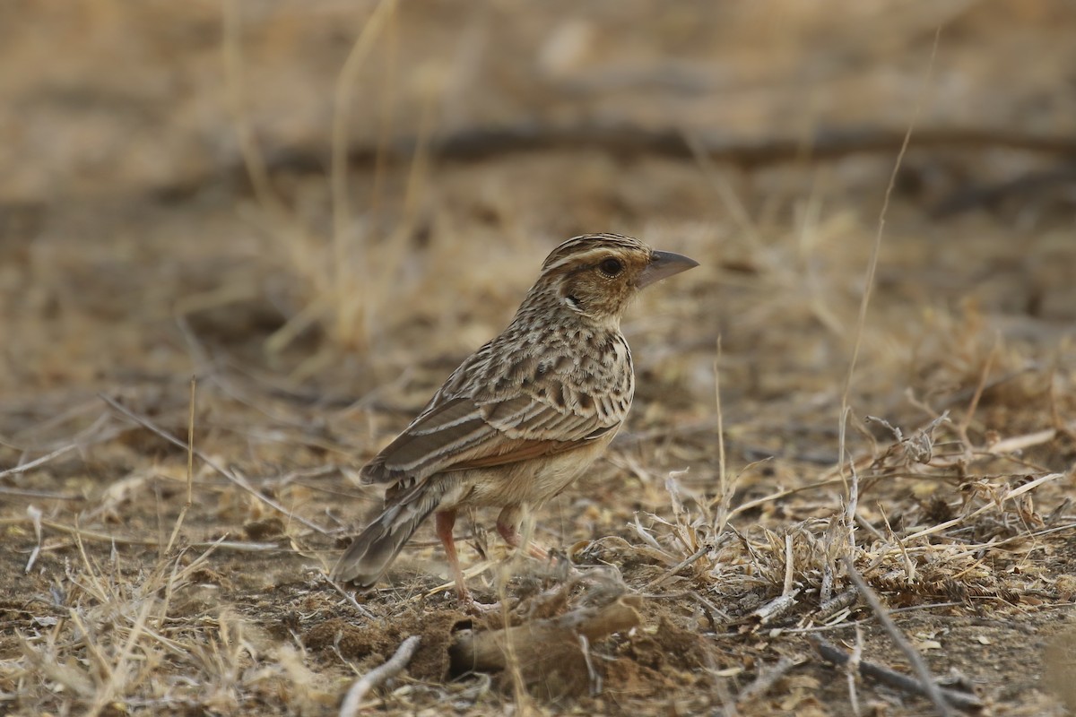 Burmese Bushlark - ML388746821