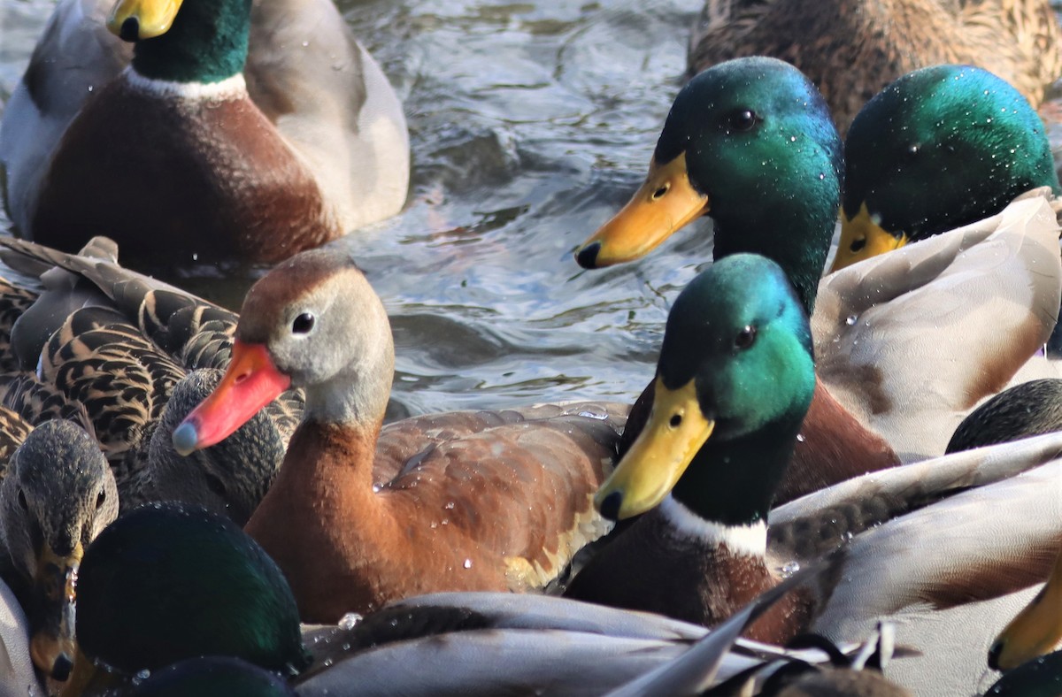 Black-bellied Whistling-Duck - Aldo Bertucci