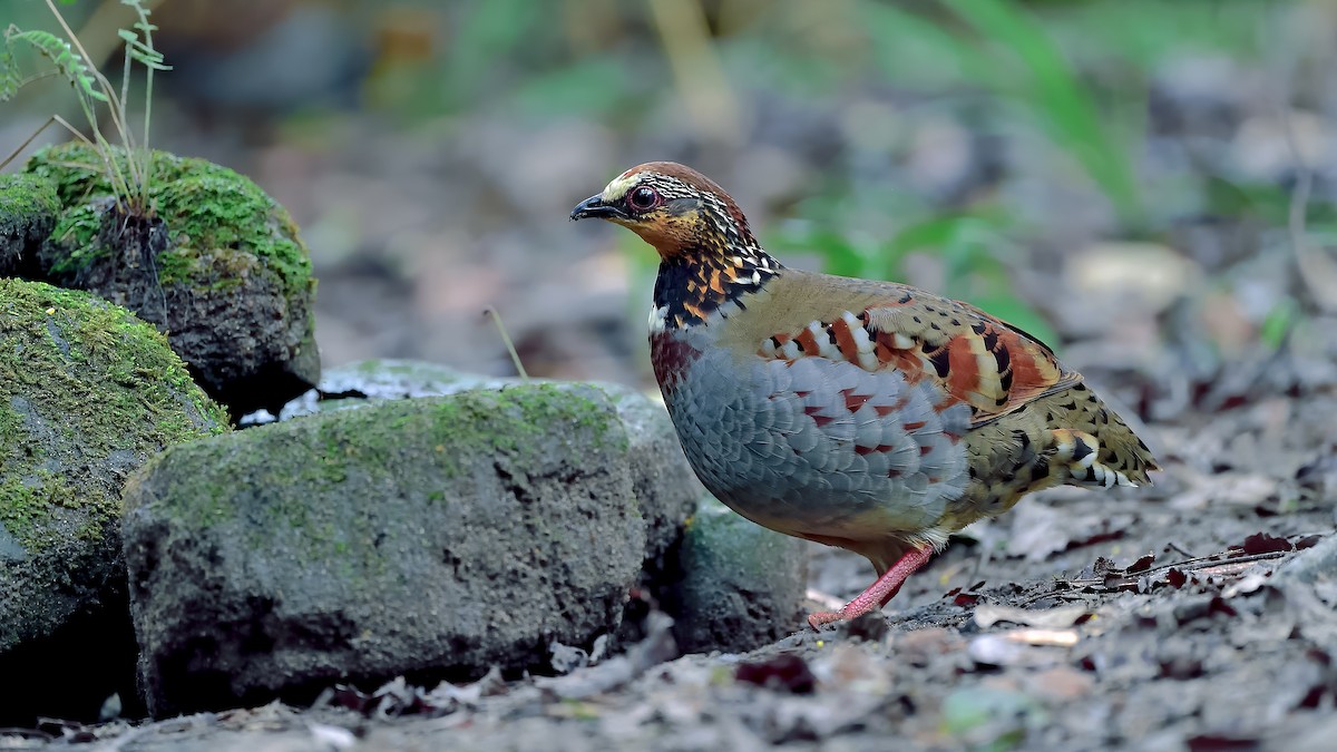 White-necklaced Partridge - ML388748061