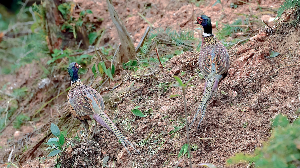 環頸雉 - ML388748141