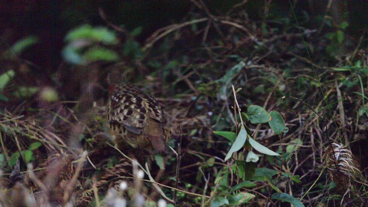 Chinese Bamboo-Partridge - ML388748261