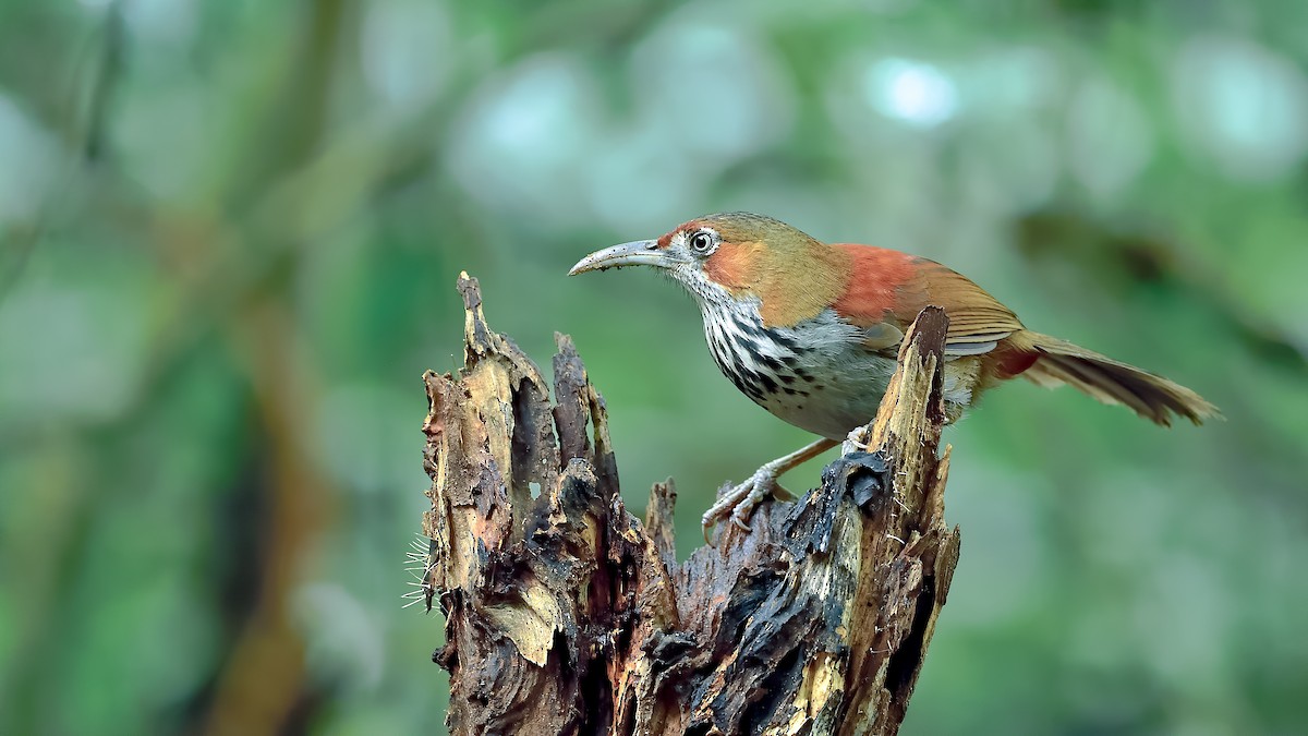 Gray-sided Scimitar-Babbler - ML388748361