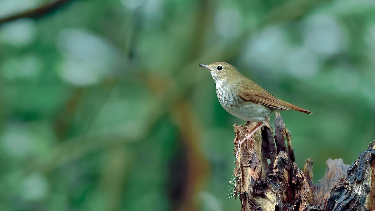 Rufous-tailed Robin - ML388748491