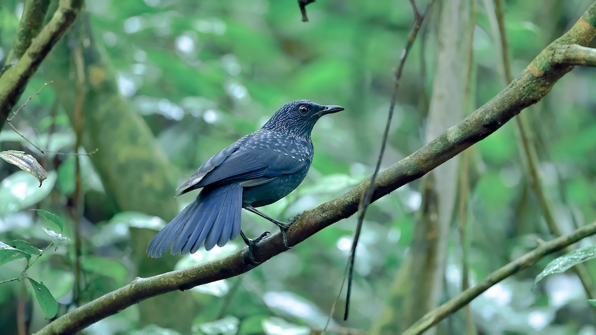 Blue Whistling-Thrush - ML388748511