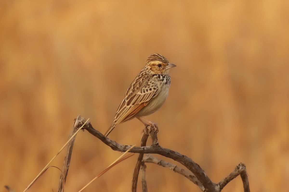 Burmese Bushlark - ML388751101