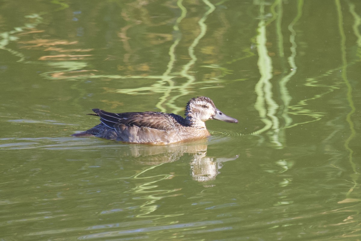 Garganey - ML388751271