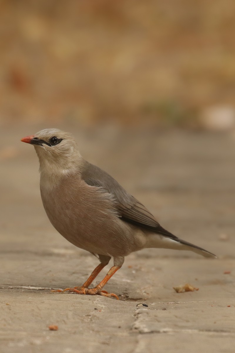 Burmese Myna - Frank Thierfelder