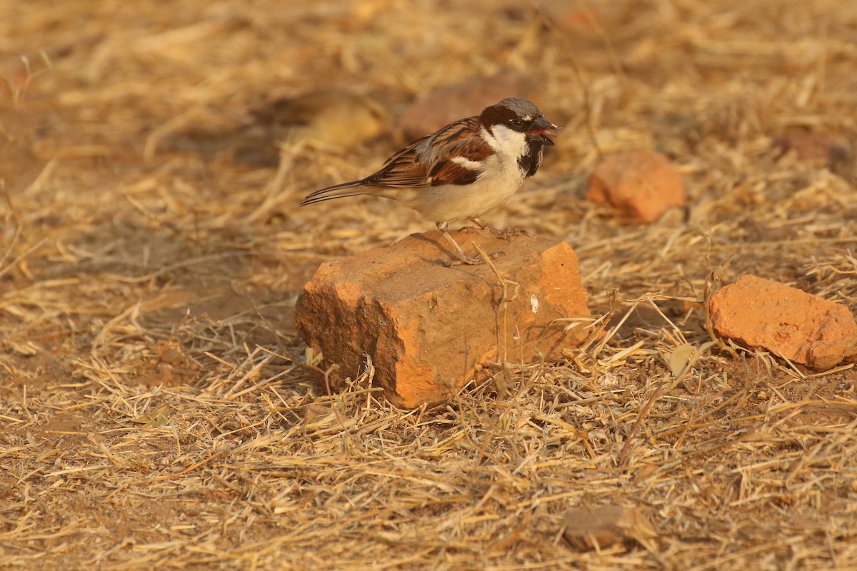 House Sparrow - ML388751311