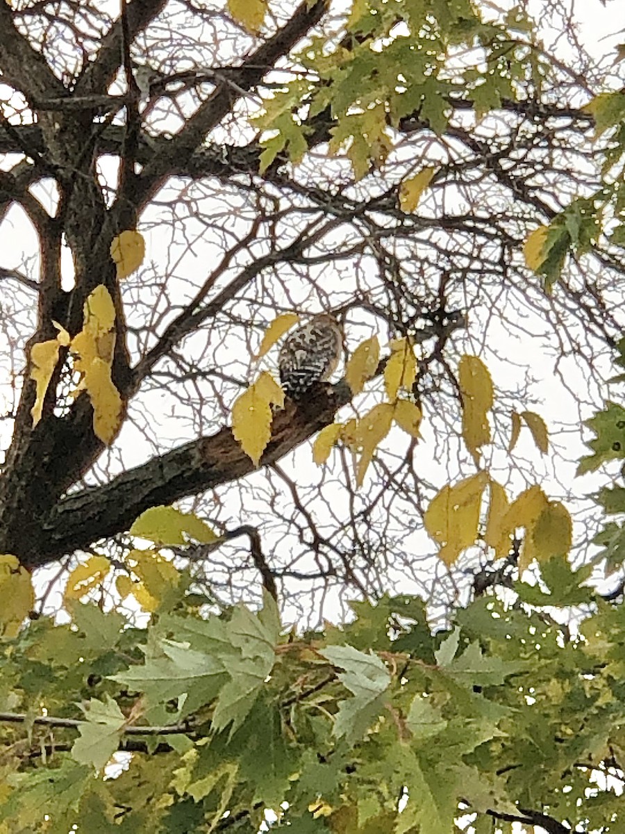 Red-shouldered Hawk (lineatus Group) - Andrew Smith