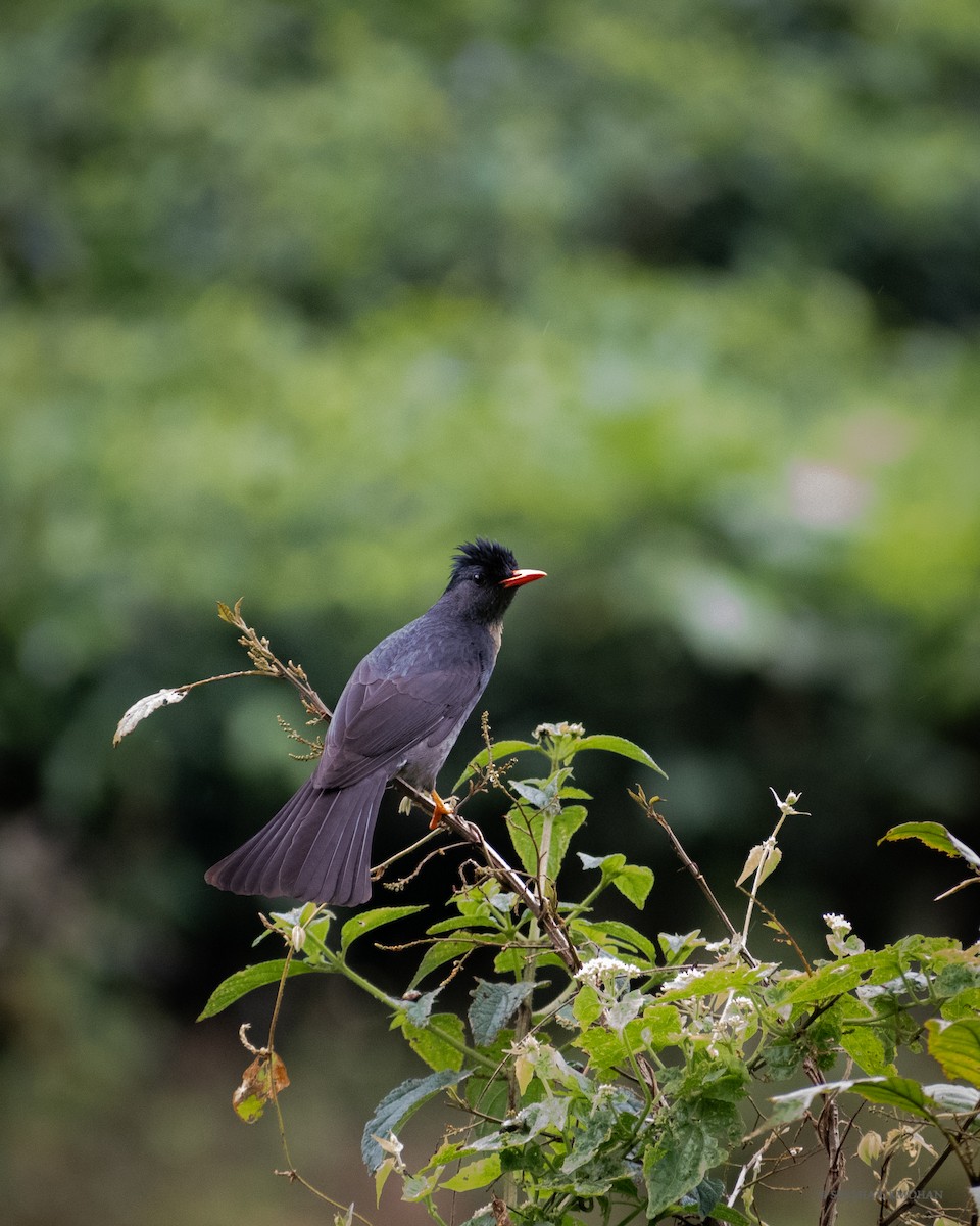 Square-tailed Bulbul - ML388753411