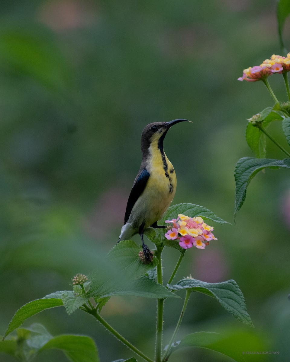 Purple Sunbird - ML388753551