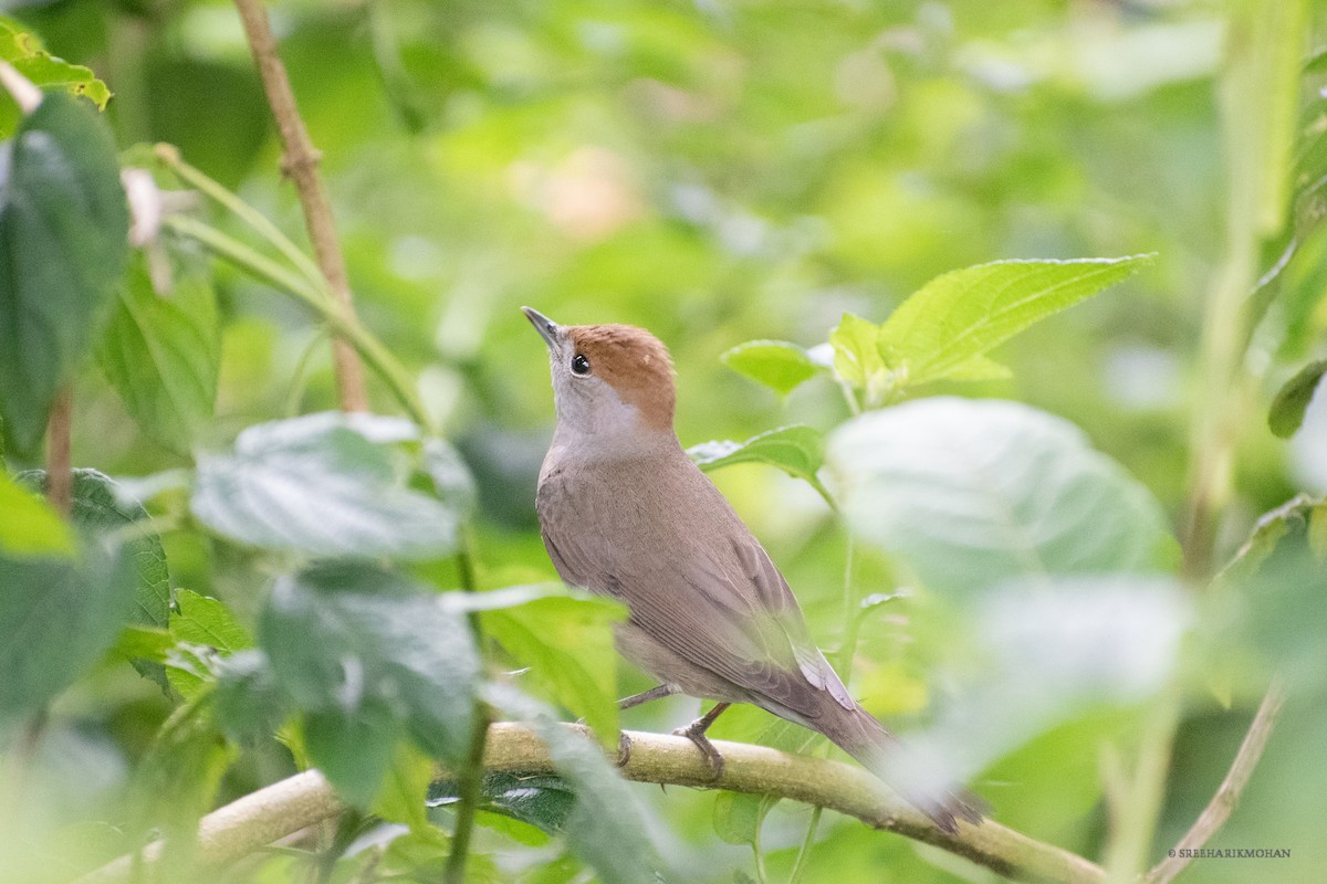 Capinera - ML388754011