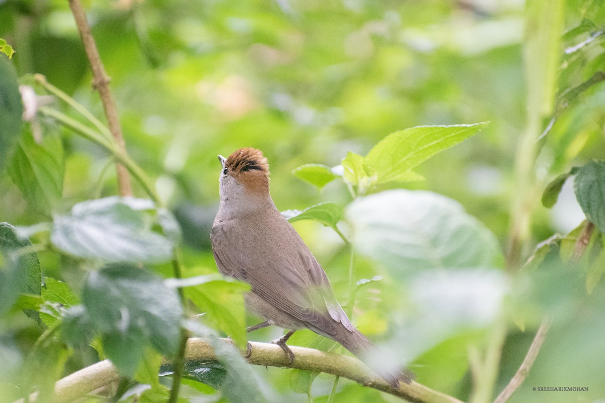 Eurasian Blackcap - Sreehari forestry