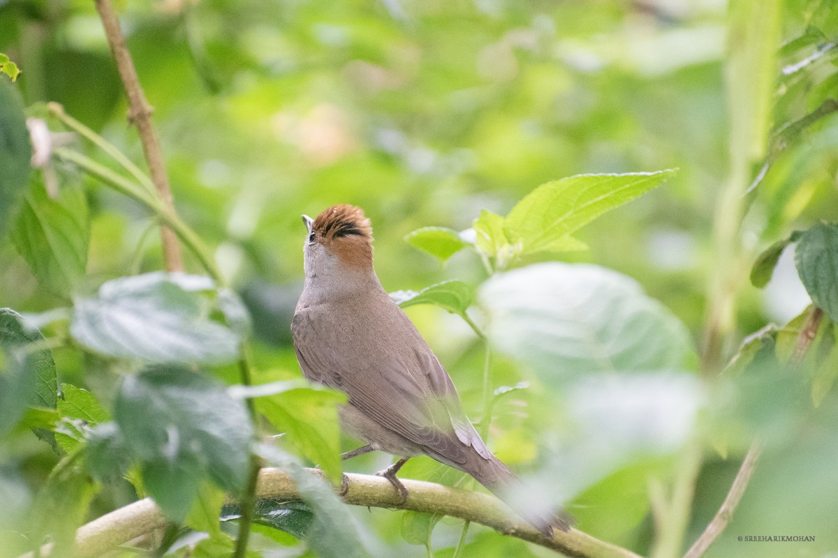 Eurasian Blackcap - Sreehari K Mohan