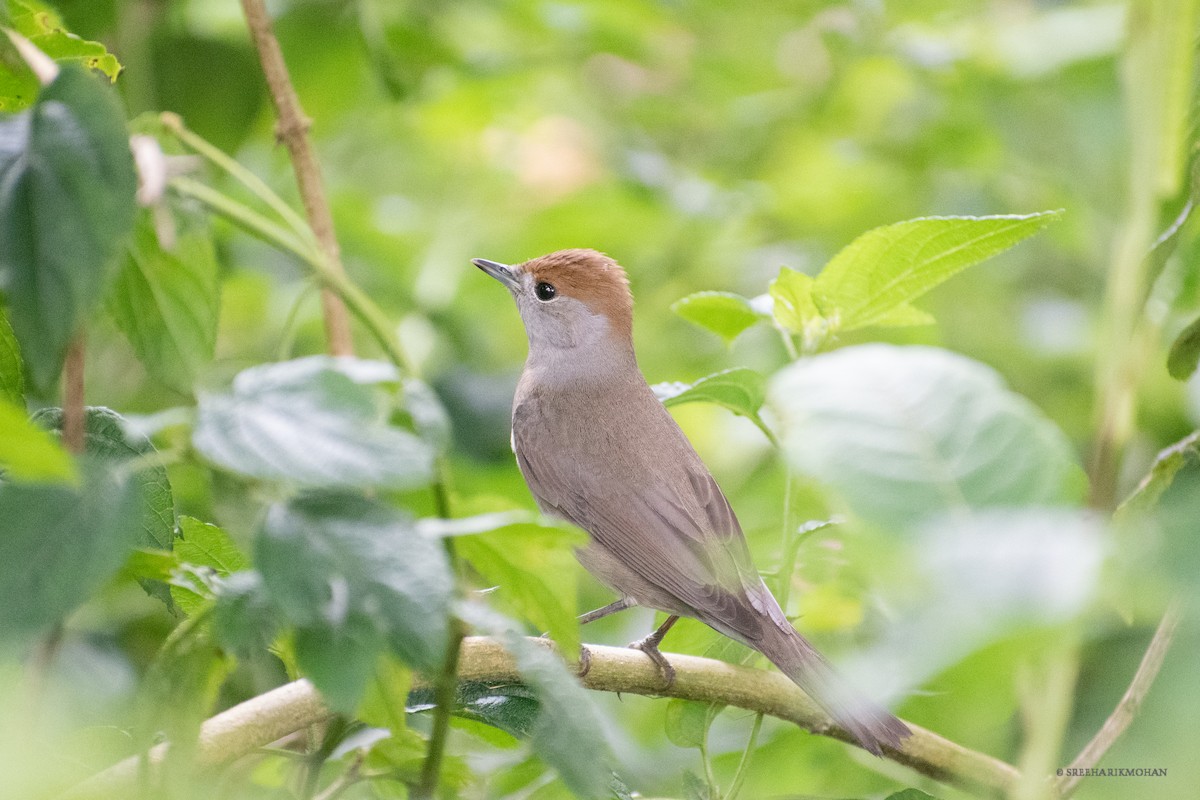 Eurasian Blackcap - ML388754101