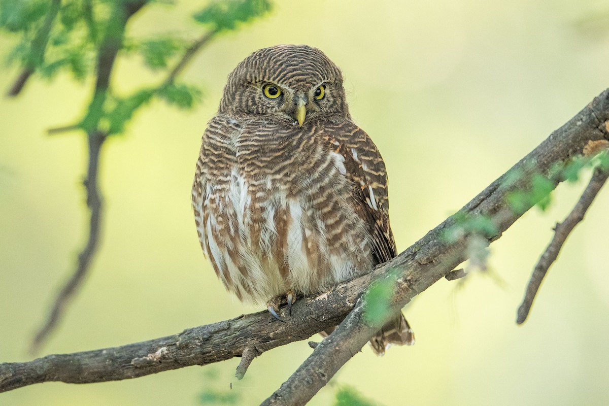 Asian Barred Owlet - ML388757091