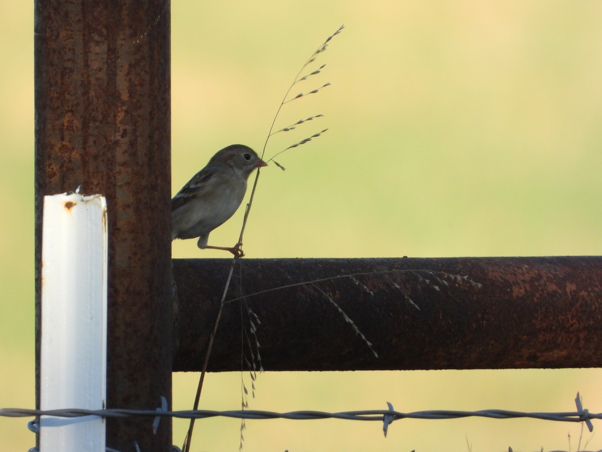 Field Sparrow - Kevin Long