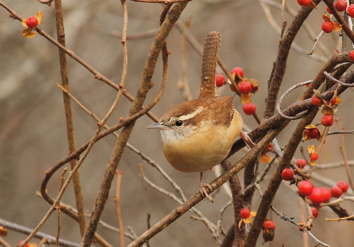 Carolina Wren - Ryan Schain