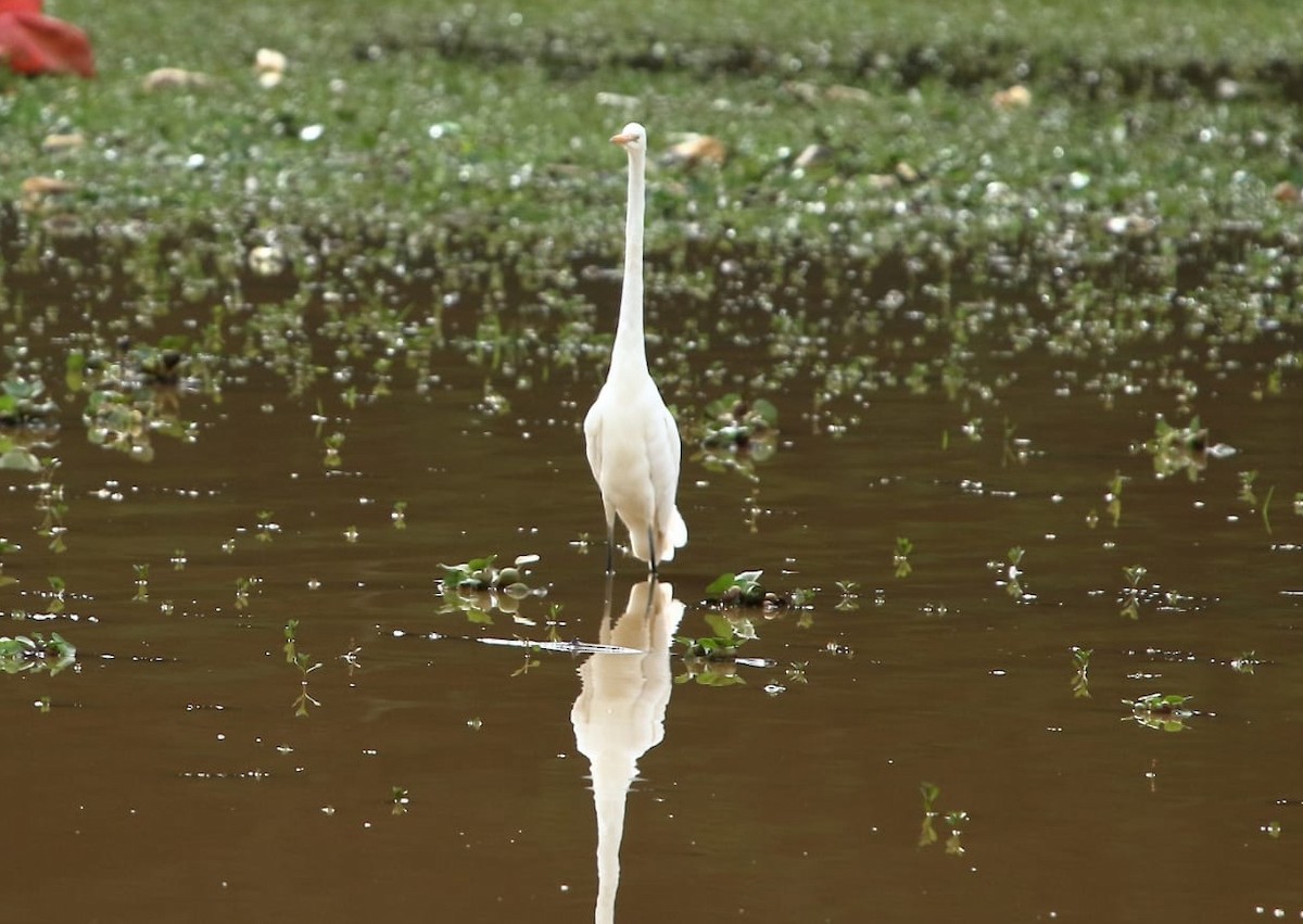 Great Egret - Chandrasekar Sekar