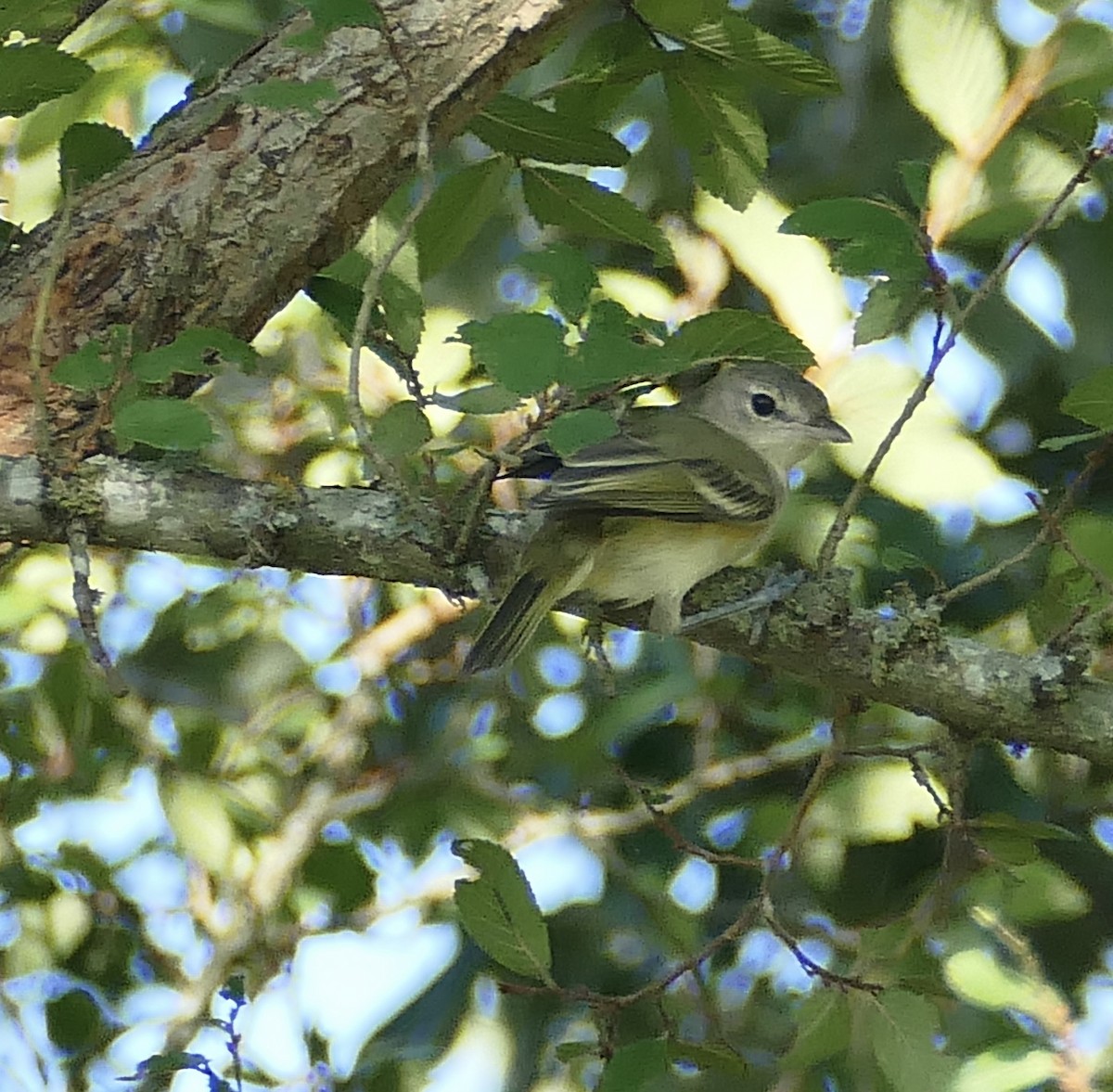 Bell's Vireo - ML388762281