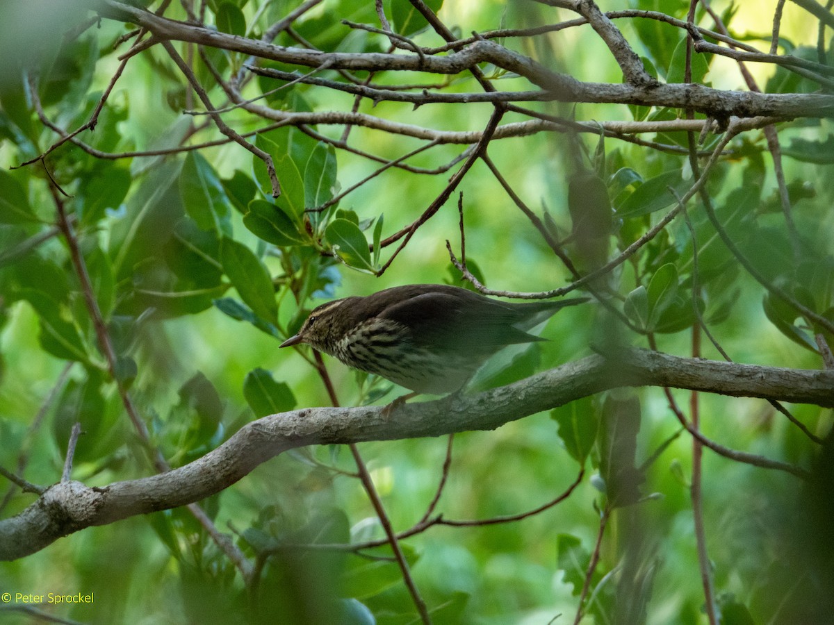 Northern Waterthrush - ML388762981