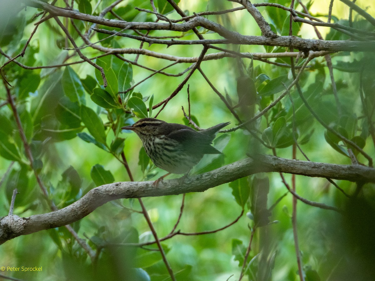 Northern Waterthrush - ML388763021